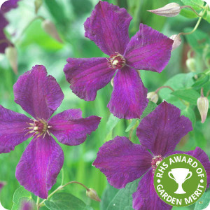 Clematis Polish Spirit