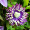 Clematis Taiga
